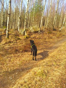 Monstret spanar in i skogen