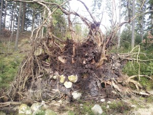 Stigen var en hinderbana skapad av höstens stormar