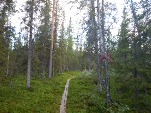 Första delen av vandringen, genom skogen