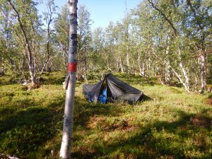 Tältplats modell sämre, mitt i björkskogen